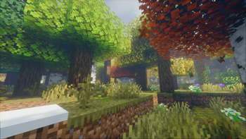 The forest environment