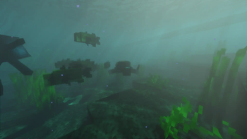 Swim with fish