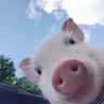 OinkDPig
