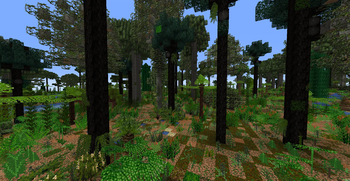 Forested floodplain