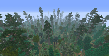 coniferous forest