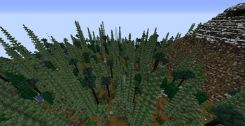 Southern taiga forest