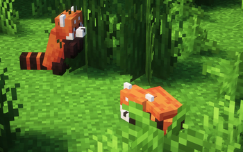 Red Pandas
