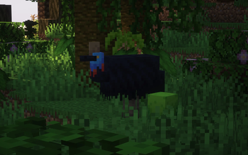 Cassowary