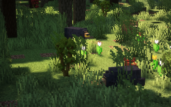 Black Bears