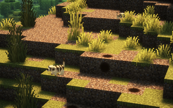 Meerkat Burrow
