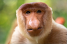 Icon for daGang