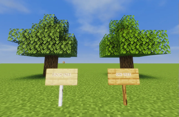 Birch Tree