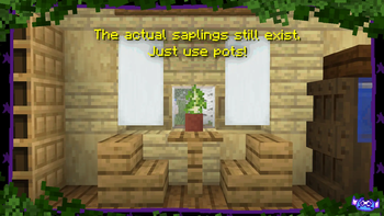 Sapling in a pot!