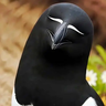 AiyzoxX