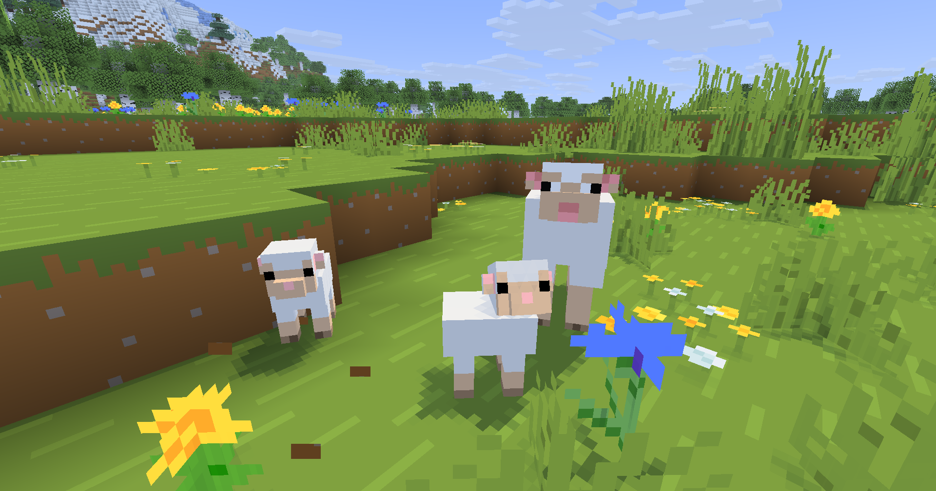 New baby sheep models