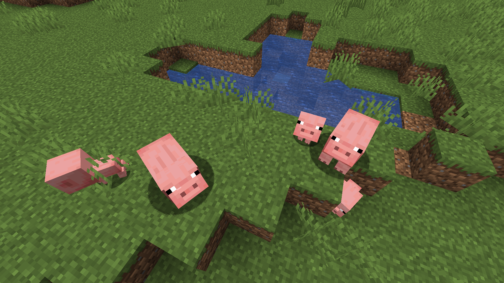 Pigs