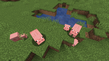 pigs