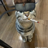 HellToastted