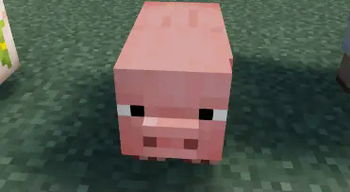 pig