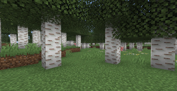 birch forest