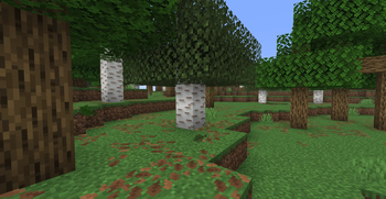 birch 