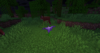 Heart Shaped plant in jungle