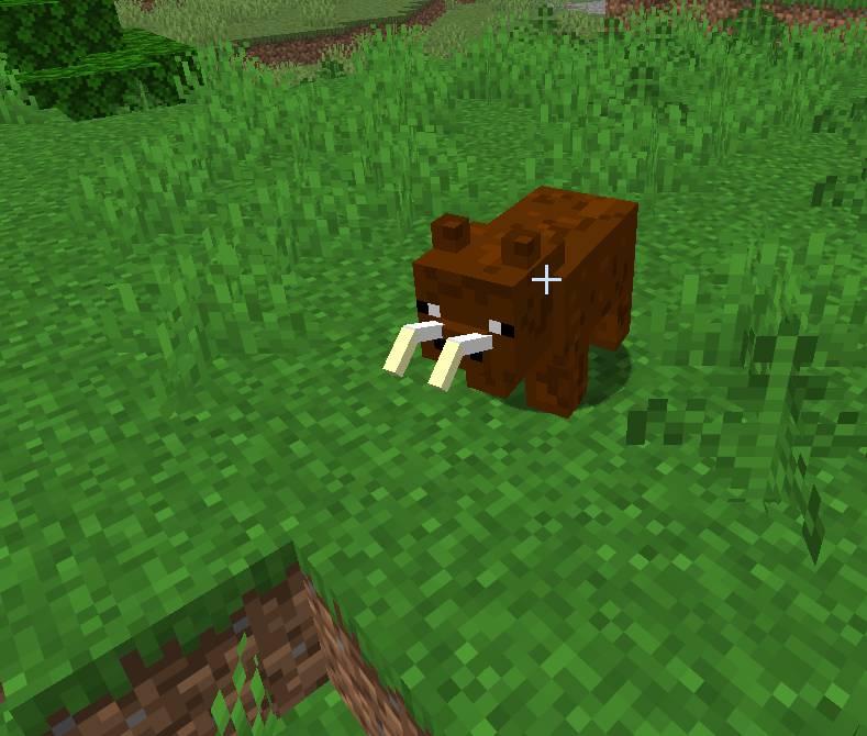 Boar