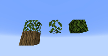 Oak Leaves: Supported, Unsupported, and Persistent
