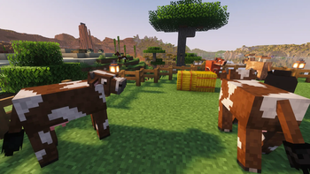 Cows!
