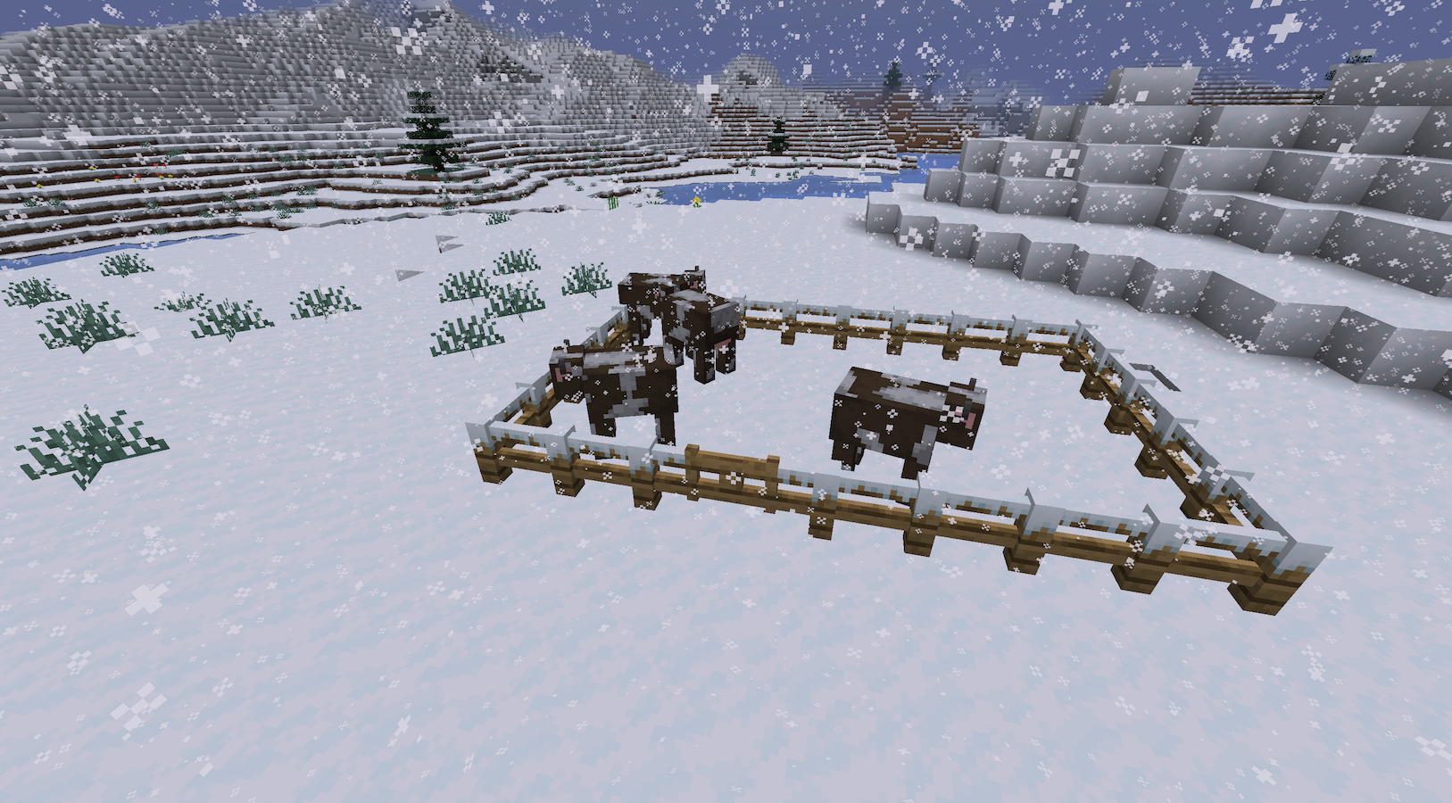 Cows with snowy fence :3