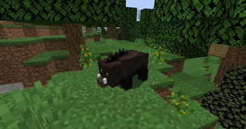 Wild Boar