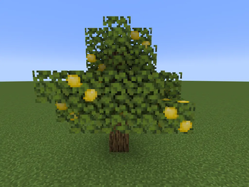 Lemon Tree
