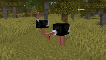 Ostriches! (Horse rename)