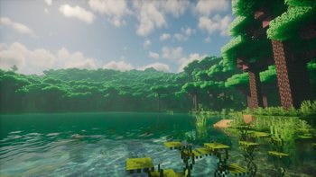 Wonderful forest