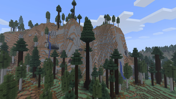 Ancient Pine