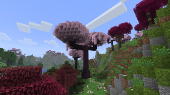 Ancient Cherry