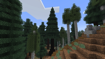 Ancient Spruce