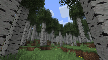 Birch Forest
