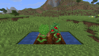 Lettuce and Tomato Crops