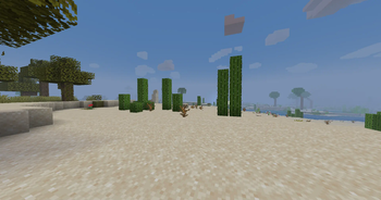 these cacti sure do grow