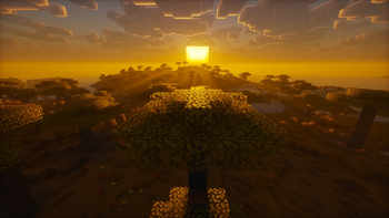 Savanna at sunset