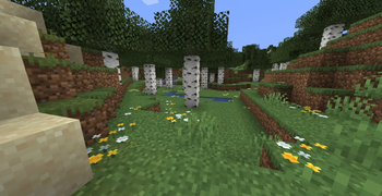 Birch Forest