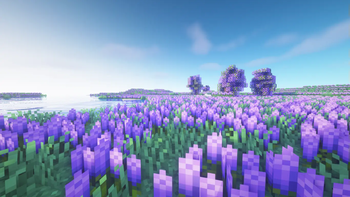 Lavender Meadow