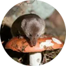 ThatMCShrew