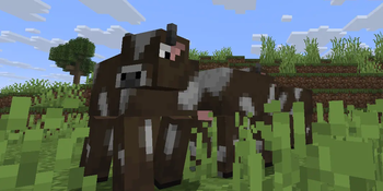 Aren't these cows nice?