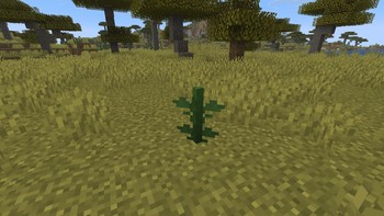 Sunflower Stem