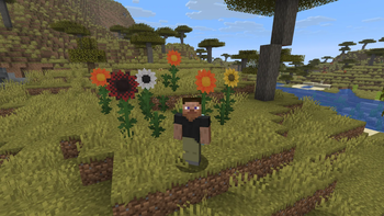Sunflower Variants