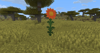 Torch Sunflower