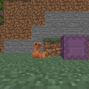 FROG EAT SHULKER