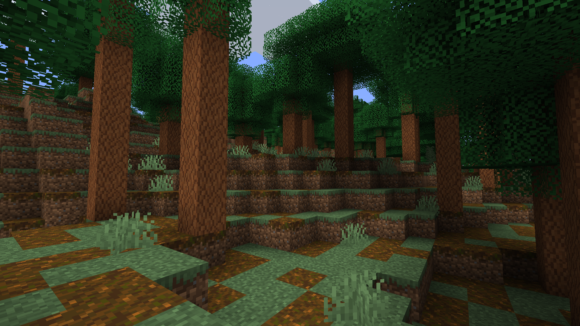 Pine forest (1.1)