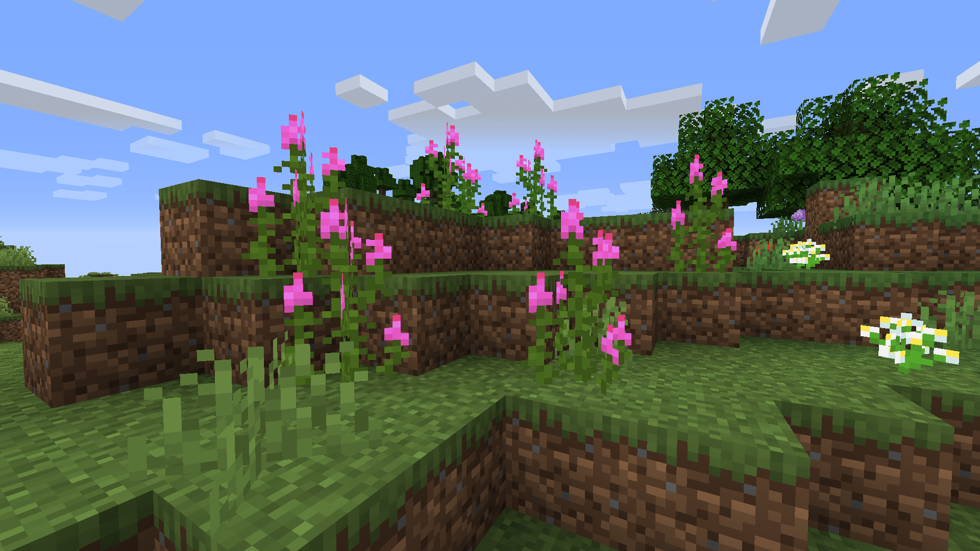 Fireweed in a forest (1.1)