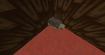 Tortoise infront of red pine wood!