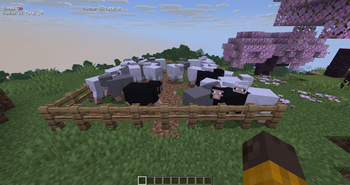 Sheep count