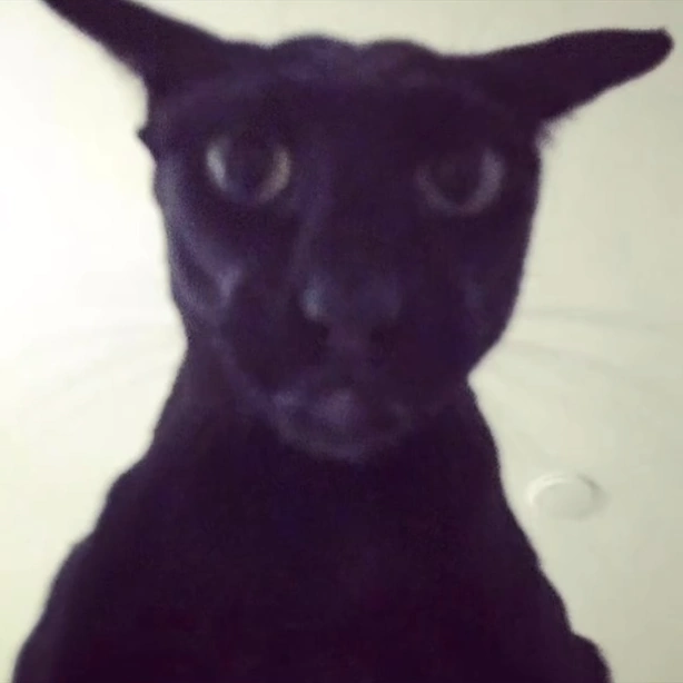 Evil Larry Cat